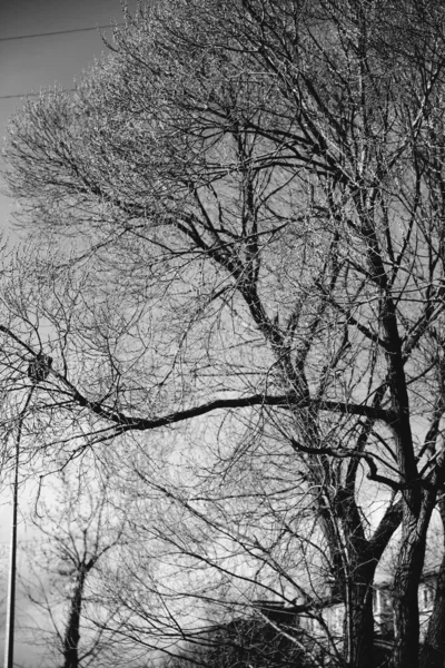 Чорно Біла Пейзажна Фотографія Весна Рослини Природа — стокове фото