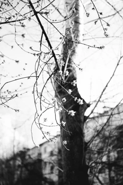 Ασπρόμαυρη Φωτογραφία Τοπίου Άνοιξη Φυτά Και Φύση — Φωτογραφία Αρχείου