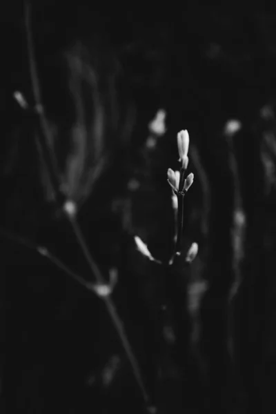 Чорно Біла Пейзажна Фотографія Весна Рослини Природа — стокове фото