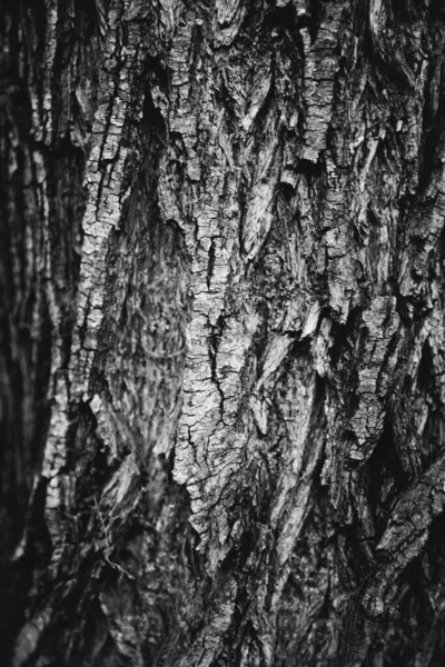 Black White Landscape Photography Spring Plants Nature — Stock Photo, Image