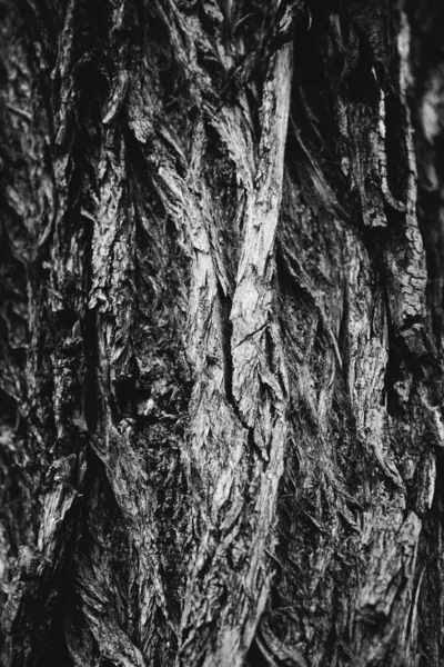 Landschap Fotografie Bomen Natuur — Stockfoto