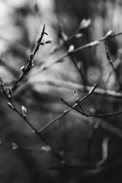 Landskapsfotografi Träd Och Natur — Stockfoto