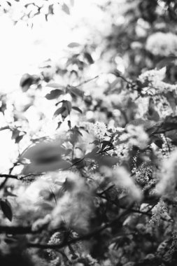 Bitkilerin doğal arka planı