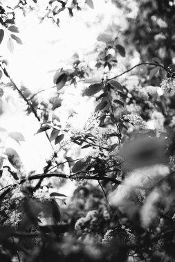 Bitkilerin doğal arka planı