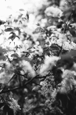 Bitkilerin doğal arka planı