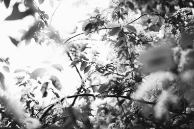 Bitkilerin doğal arka planı