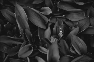 Bitkilerin doğal arka planı