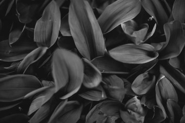 Bitkilerin doğal arka planı