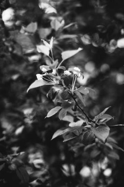 Bitkilerin doğal arka planı