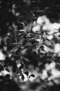 Bitkilerin doğal arka planı