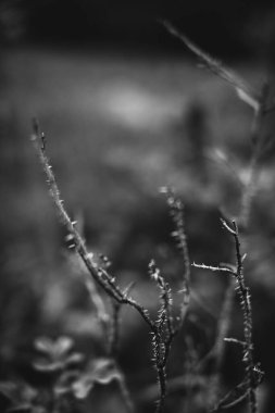 Bitkilerin doğal arka planı