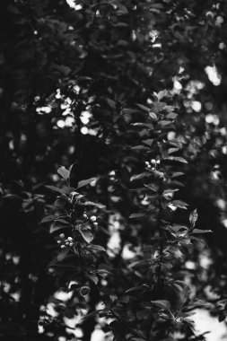 Bitkilerin doğal arka planı