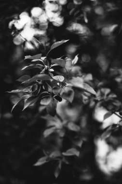 Bitkilerin doğal arka planı