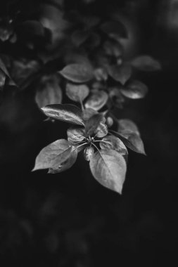 Bitkilerin doğal arka planı