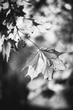 Bitkilerin doğal arka planı