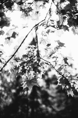 Bitkilerin doğal arka planı