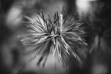 Bitkilerin doğal arka planı