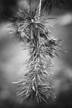 Bitkilerin doğal arka planı