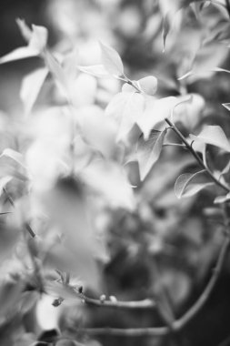 Bitkilerin doğal arka planı