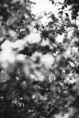 Bitkilerin doğal arka planı