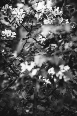 Bitkilerin doğal arka planı