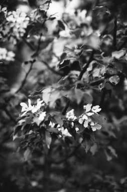 Bitkilerin doğal arka planı