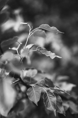 Bitkilerin doğal arka planı