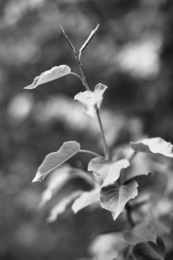 Bitkilerin doğal arka planı