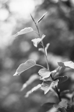 Bitkilerin doğal arka planı