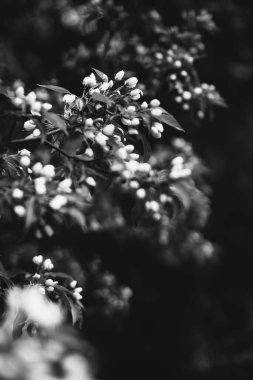 Bitkilerin doğal arka planı