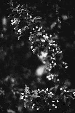 Bitkilerin doğal arka planı