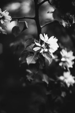 Bitkilerin doğal arka planı