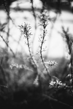 Bitkilerin doğal arka planı