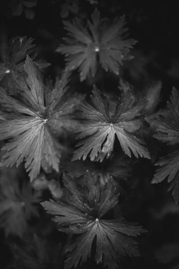 Bitkilerin doğal arka planı