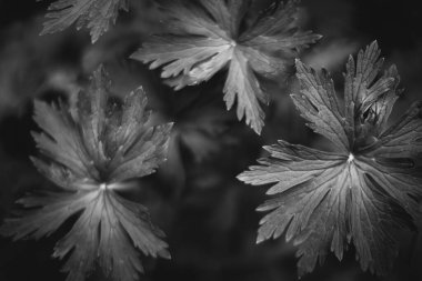 Bitkilerin doğal arka planı