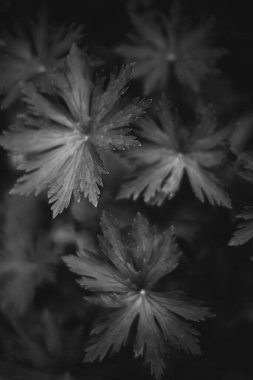 Bitkilerin doğal arka planı