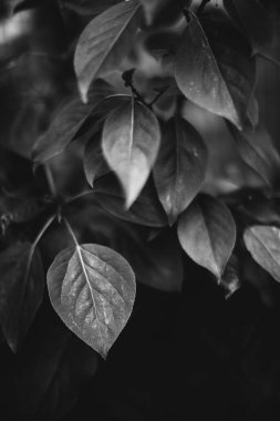 Bitkilerin doğal arka planı