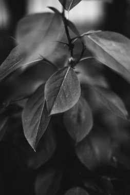 Bitkilerin doğal arka planı