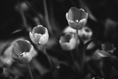 Bitkilerin doğal arka planı