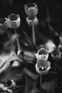 Bitkilerin doğal arka planı