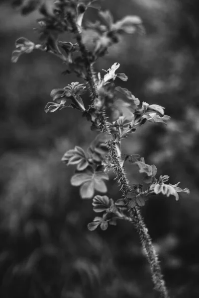 Natural Background Plants — Stock Photo, Image