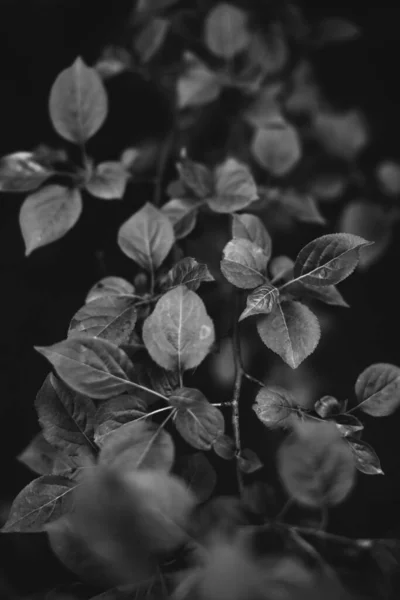 植物からの自然背景 — ストック写真