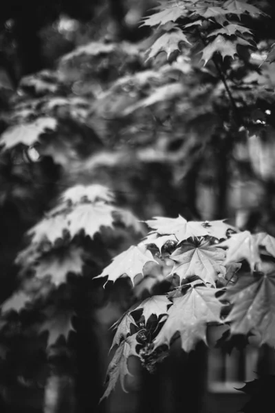 植物からの自然背景 — ストック写真