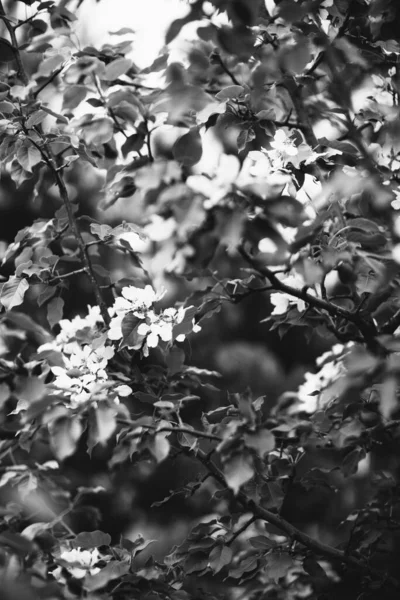 植物からの自然背景 — ストック写真