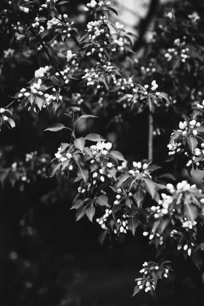 Fundo Natural Das Plantas — Fotografia de Stock