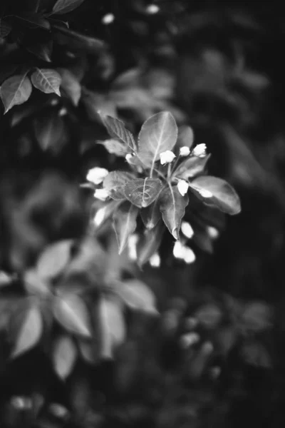 Natural Background Plants — Stock Photo, Image