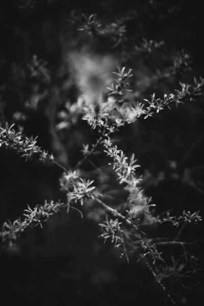 Naturlig Bakgrund Från Växter — Stockfoto