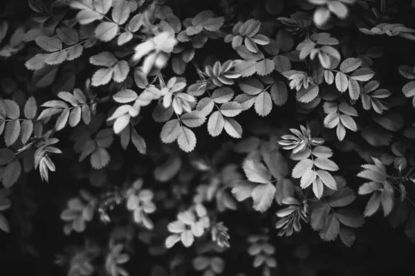 植物からの自然背景 — ストック写真