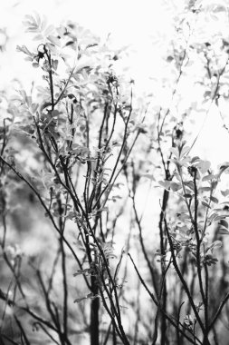 Sihirli orman, kökler ve dallar