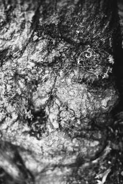 Sihirli orman, kökler ve dallar